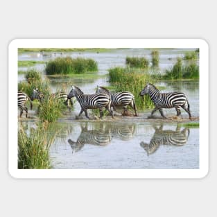 Zebra Crossing Sticker